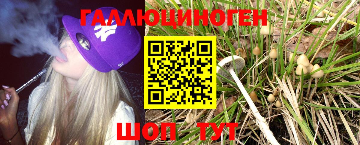 Псилоцибиновые грибы Psilocybine cubensis Советская Гавань